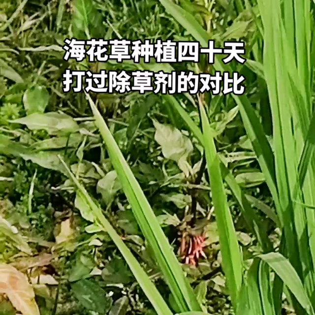 种植海花草三分种七分管