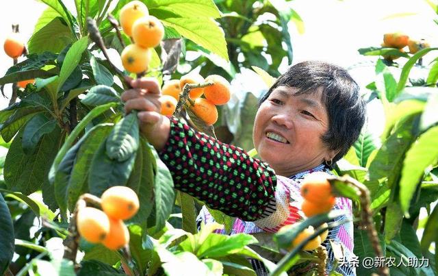 枇杷应该怎么种？枇杷的种植及管理技术分享，老农告诉你方法