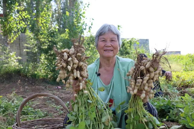 “麦乡”延津四季旺 60万亩花生迎来丰收