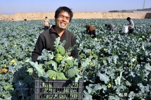 绿花菜栽培技术，这些技巧你知道吗？进来学习一下吧