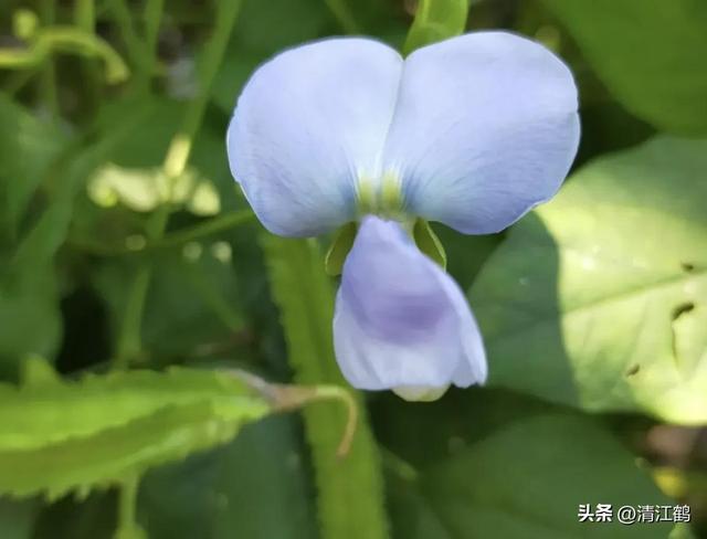 神 奇豆角地上结荚地下结薯长有4棱角，浑身是宝，高效种植亩入3万