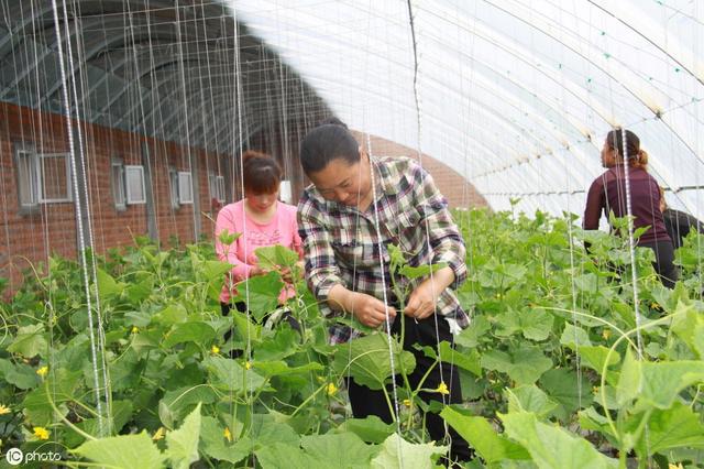 种植黄瓜，4个栽苗技巧，1个吊蔓技巧，黄瓜长势齐，产量高