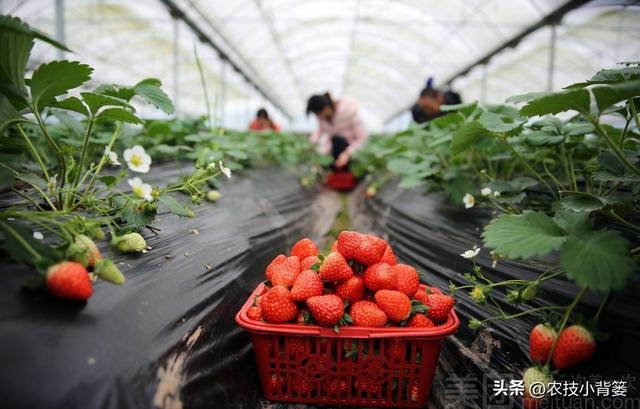 冬季温室大棚草莓怎样种植管理才能更优质高产？重点抓好8个方面