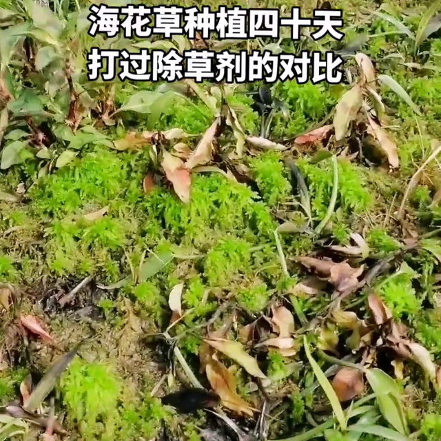 种植海花草三分种七分管