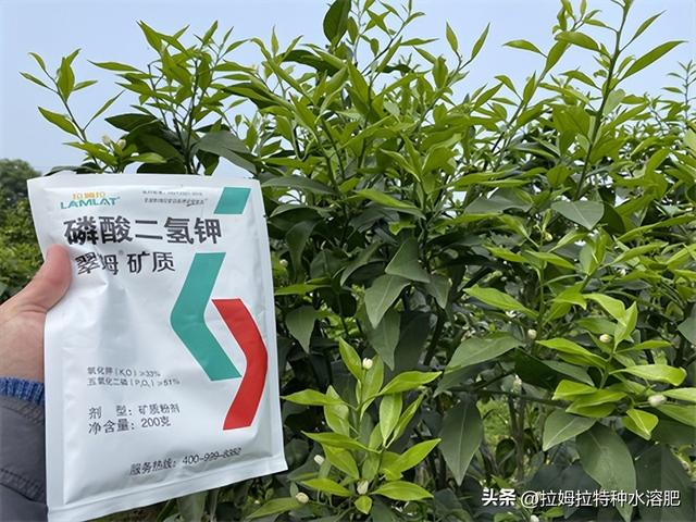 柑橘种植管理要点及解决方法，建议收藏