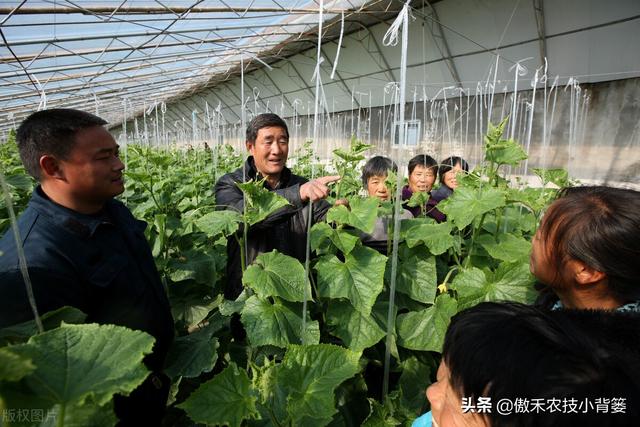 秋季大棚蔬菜高产种植有技巧，棚内5条管理事项要抓好