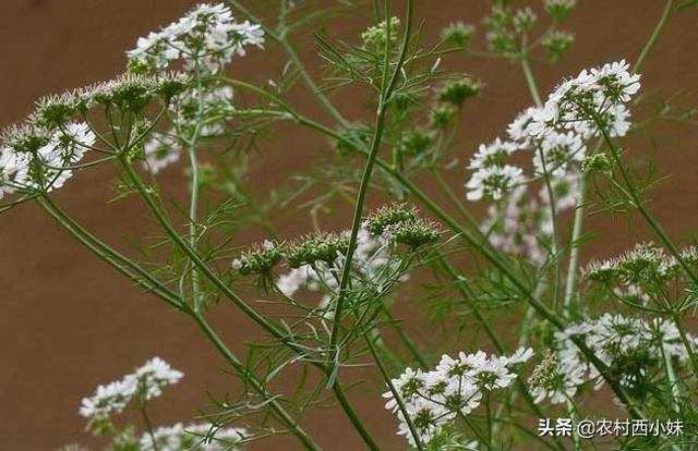 蛇床子种植技术