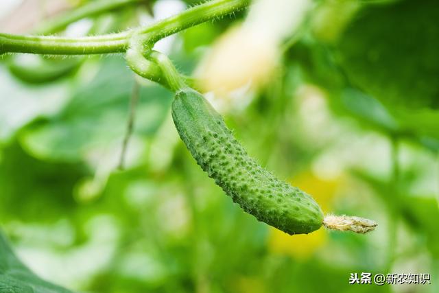 ​黄瓜种植与栽培技术，学习完这些，就不需再看别的文章了