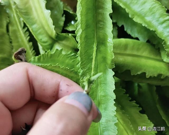 神 奇豆角地上结荚地下结薯长有4棱角，浑身是宝，高效种植亩入3万