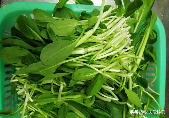 10月种“鸡毛菜”，撒籽长一片，种植0失败，30天就能上桌吃