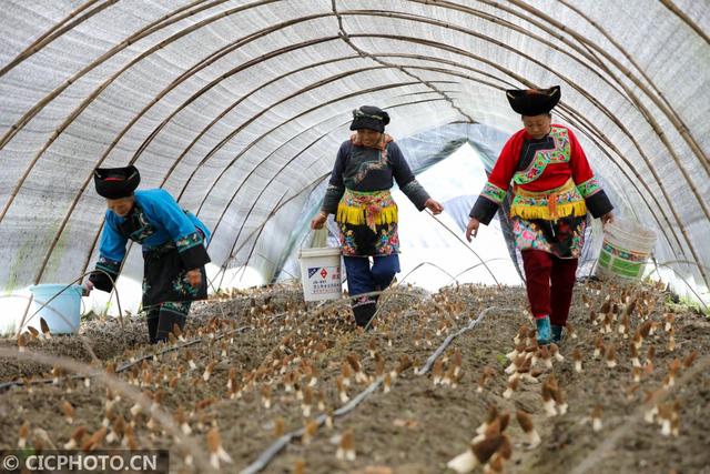 菌菇种植 助农增收