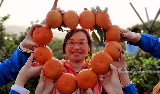 广西南丹：种植黄金果 带动乡村游