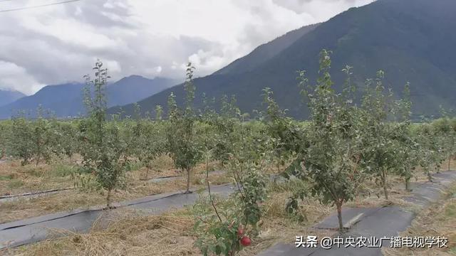 【农广天地】西藏苹果水肥一体化技术