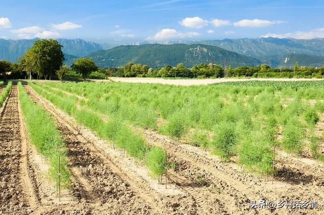 芦笋几月份种植？育苗、种植和移栽有哪些方法？能连续收获多少年