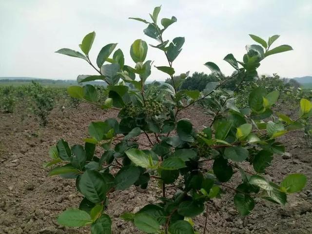 黑果腺肋花楸的植物特征，及其在严苛条件下，丰产优质的栽培技术