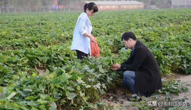 栽培红薯记住这几点，结得多个头还大，表面光滑又甜又面