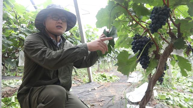 葡萄种植简单却又不简单？葡萄成熟之际的两项三注意，一定做好