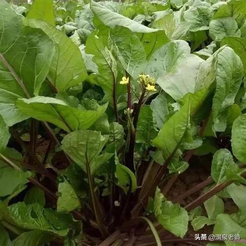 菜苔秋季种植时间及需要的技术措施