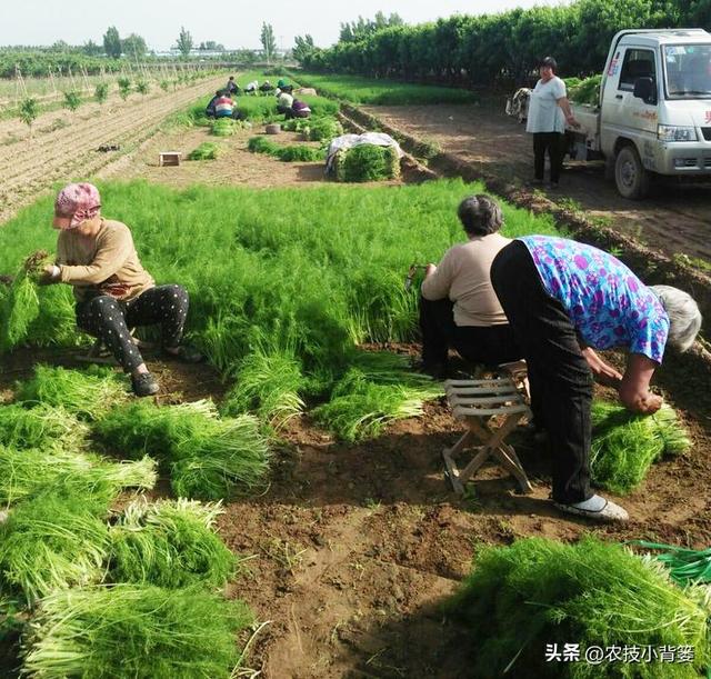 茴香有哪些种植管理技巧？怎样才能轻松种出高产鲜嫩的茴香？