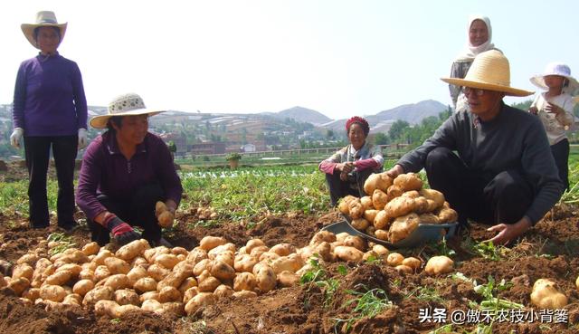 种植马铃薯只要抓好这几点，农民实现高产增收很简单