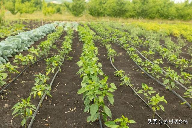 不知道蔬菜在几月份种植？2024年种菜时间来了，参考一下心里有数