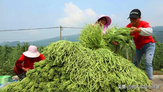 春季豆角怎样种植产量高？学会这些种植技巧，一茬一茬摘不完