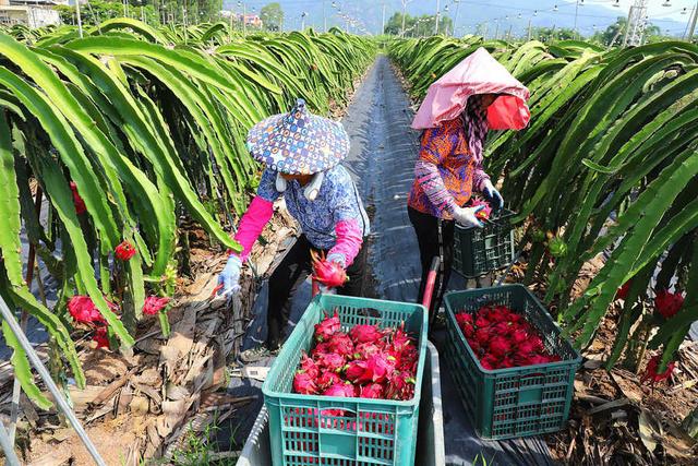 福建漳浦攀龙村：千亩火龙果成熟迎采收