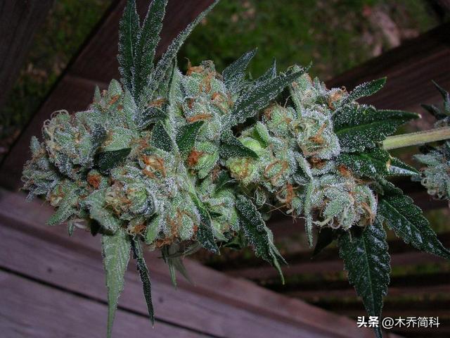 关于大麻种植来源和使用方法的考古探讨