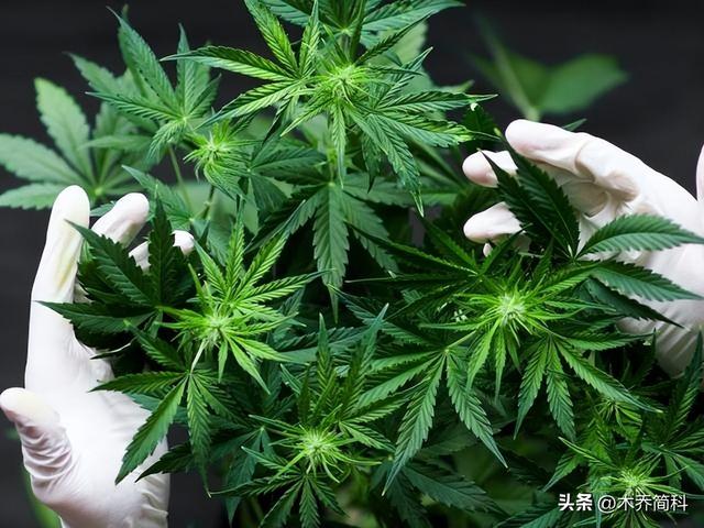 关于大麻种植来源和使用方法的考古探讨