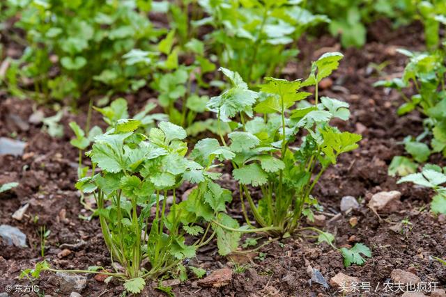 秋季种植香菜如何搞好“三防”？香菜种植有哪三防要注意？