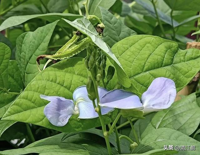 神 奇豆角地上结荚地下结薯长有4棱角，浑身是宝，高效种植亩入3万