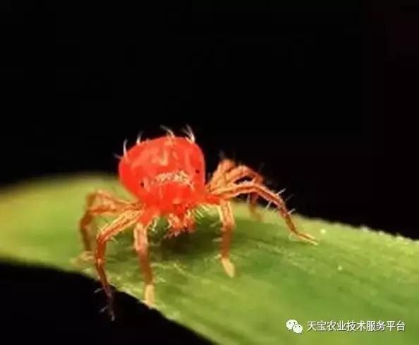 超实用！三七种植技巧详解！