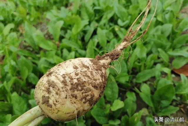 像萝卜一样的白菜，蔓菁冬季高效栽培“6要点”，每点都很重要