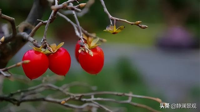 小果柿（黑骨茶、小叶紫檀）盆景造型和养护