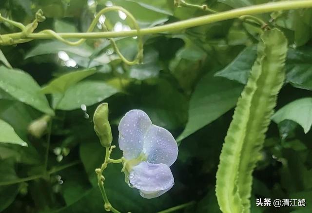 神 奇豆角地上结荚地下结薯长有4棱角，浑身是宝，高效种植亩入3万