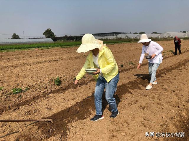 高产油菜有哪些种植管理技巧？从种到收重点抓好这8点