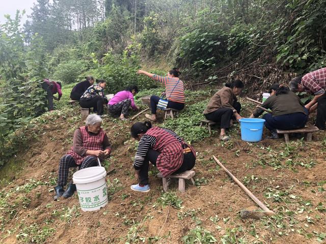 半夏 药材种植 农业创业好项目？ 锋哥告诉你实情