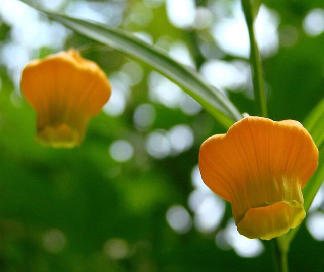 百合花难养品种多？这里有教你种植宫灯百合花的方法！