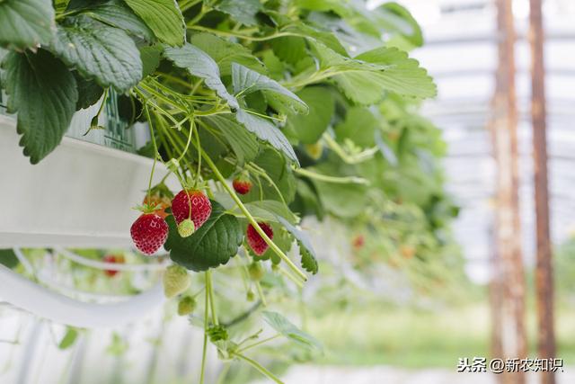 大棚草莓高产高效种植关键技术分析，看看是怎么做的，一起学学