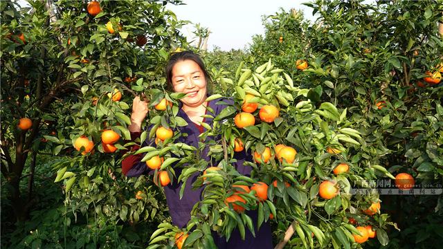 广西南丹：种植黄金果 带动乡村游