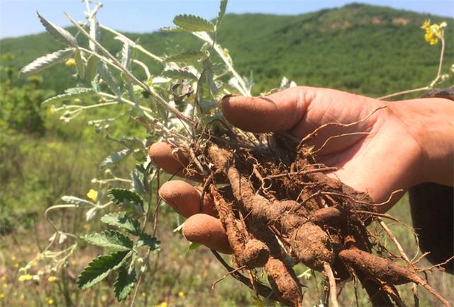 认识农村这种翻白草，价值珍贵，以前放牛经常挖，根茎剥皮可吃