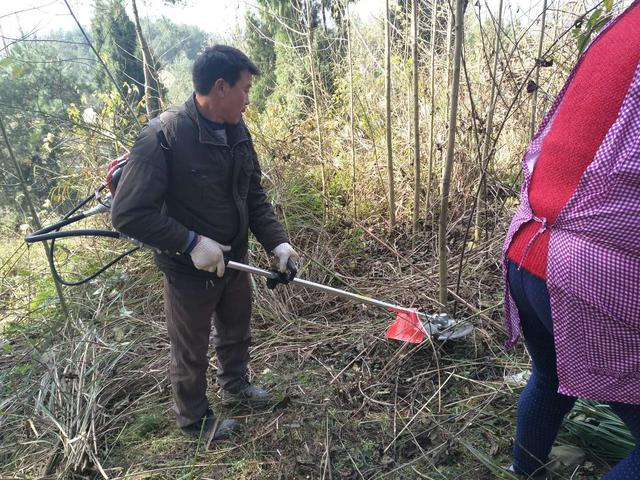 半夏 药材种植 农业创业好项目？ 锋哥告诉你实情