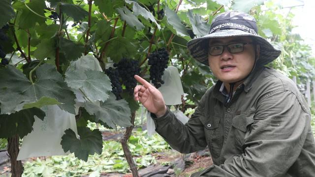 葡萄种植简单却又不简单？葡萄成熟之际的两项三注意，一定做好