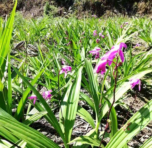 点土成金——访房县竣然道地中药材种植有限公司经理赵国平