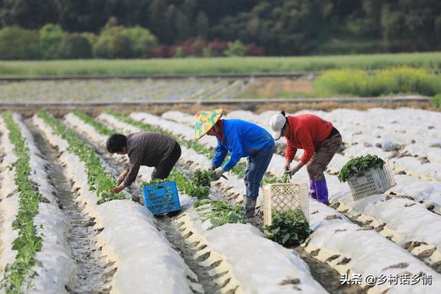 栽培红薯记住这几点，结得多个头还大，表面光滑又甜又面