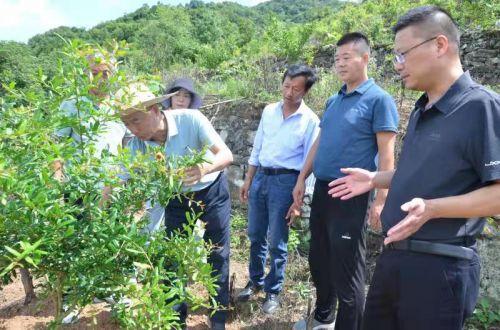 专家请进来 技术送下去，谋产业发展 助乡村振兴