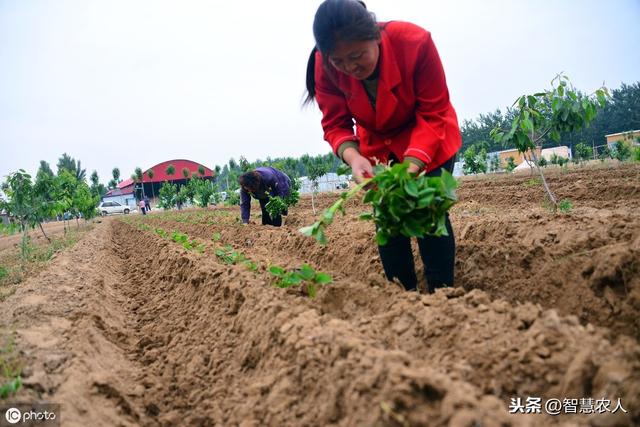 又到红薯种植季，学会这4个种植管理技术，种出的红薯个大口感好