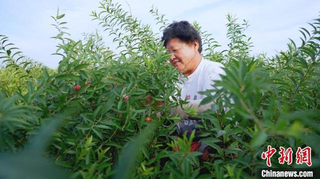 河北武邑千亩“高钙果”欧李结出致富果 亩收入近万元