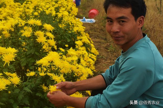 金丝皇菊褪去神秘外衣，从有钱人饮用的奢侈品，走进寻常百姓家