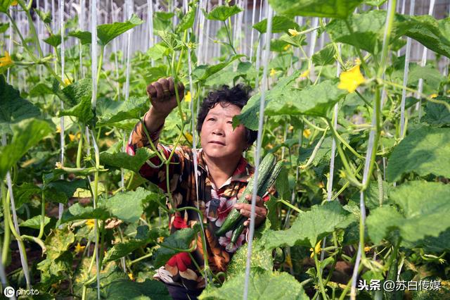 云南这个县有全国最大西菜种植基地 有个公司一年支付工资1000万